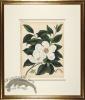 Andrews Botanicals in Gold Frame 06